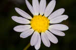 Entireleaf western daisy